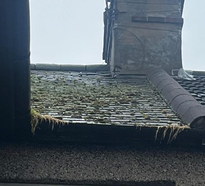 Moss on the roof